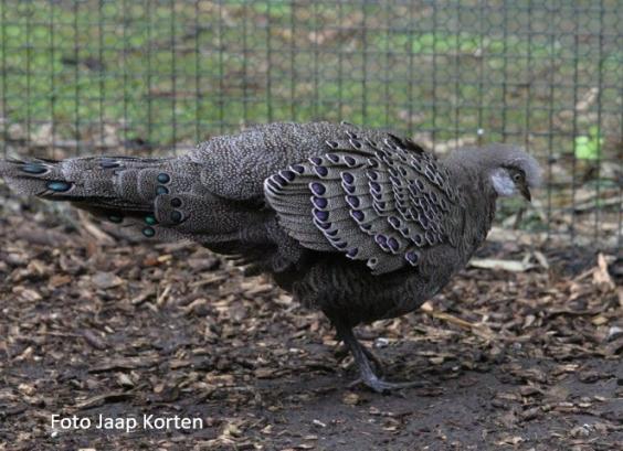 Chinquis pauwfazant haan
