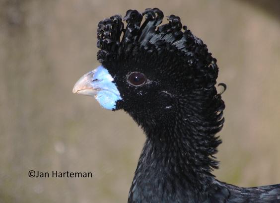 Kopstudie Crax alberti