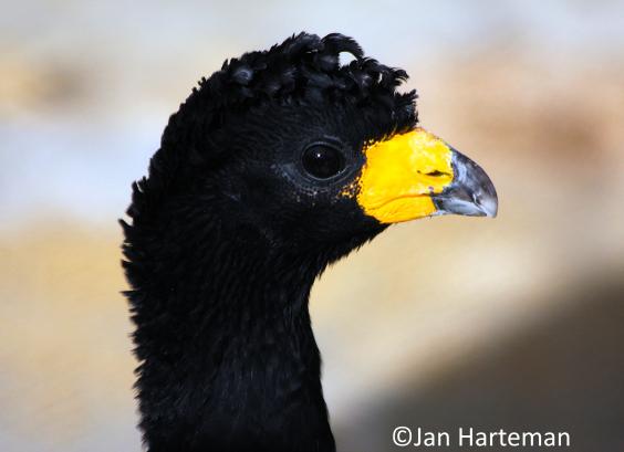 Crax alector alector