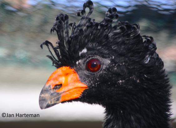 Crax alector erythrognatha