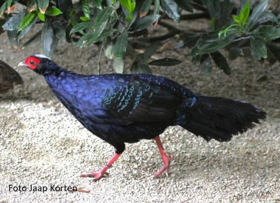 Edwards of Vietnam fazant haan