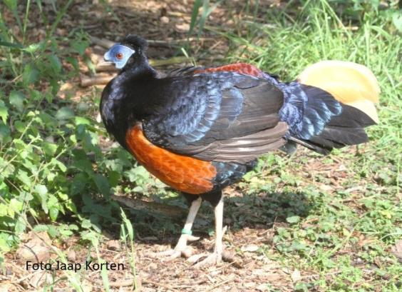 Grote Borneo vuurrugfazant haan