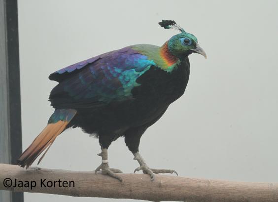 Himalya glansfazant haan