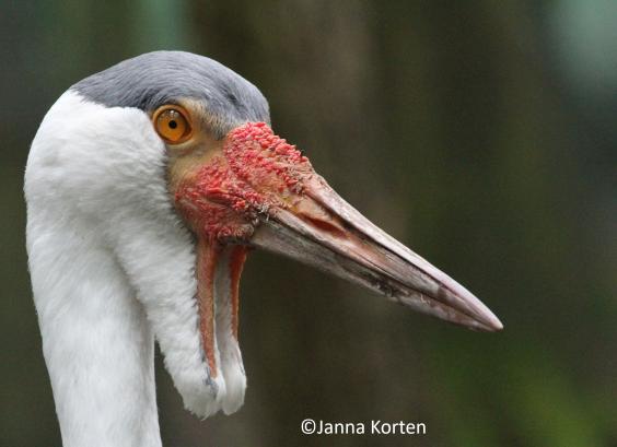 Lelkraanvogel kopstudie