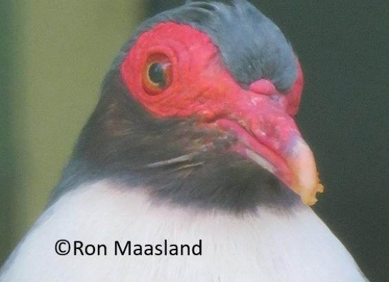 Nieuw Guinea bergduif