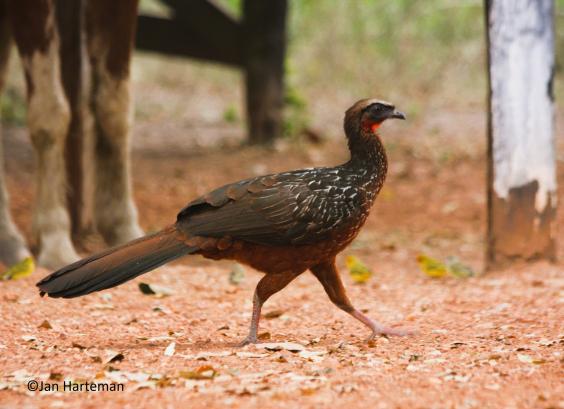 Penelope ochrogaster