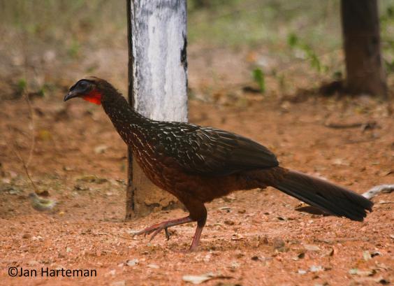 Penelope ochrogaster