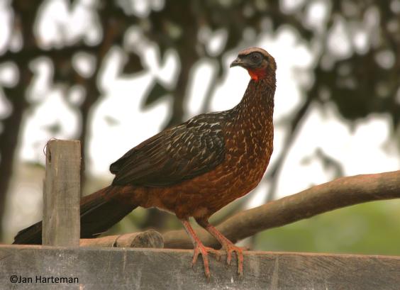 Penelope ochrogaster