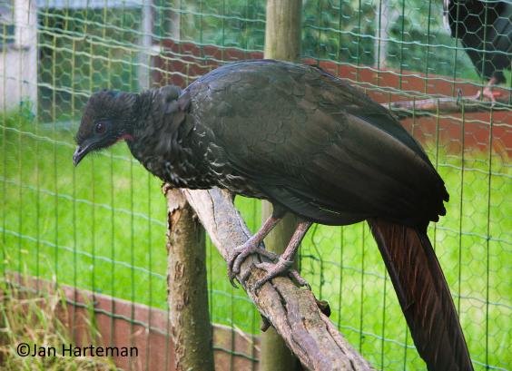 Penelope purpurascens