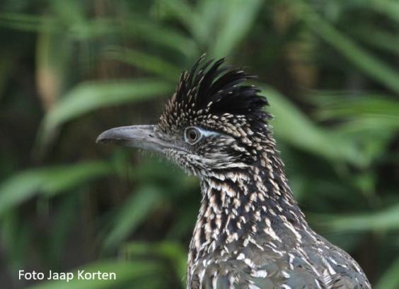 Grote Renkoekoek kopstudie