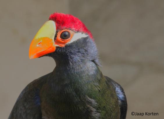 Schildtoerako kopstudie