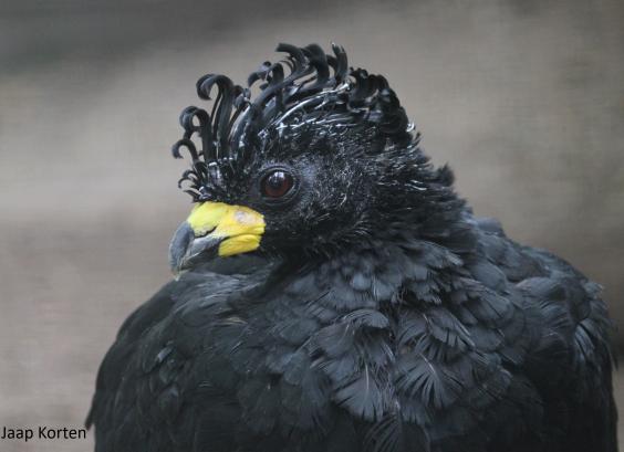 Sclater's hokko haan kopstudie