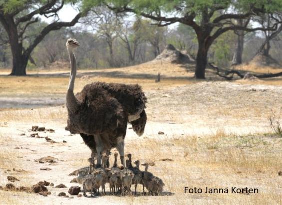 Struisvogel hen Alfa vrouwtje met kuikens