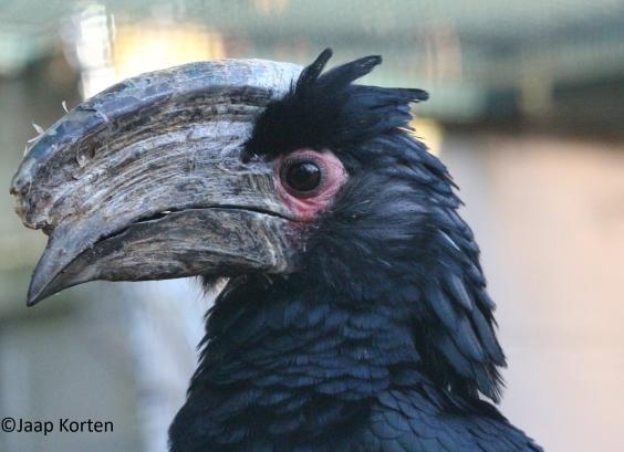 Trompetneushoornvogel man kopstudie