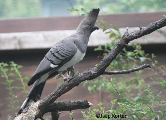 Naam Witbuik toerako