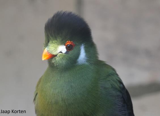 Witwang toerako kopstudie