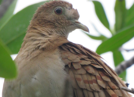 Blauwe grondduif duivin