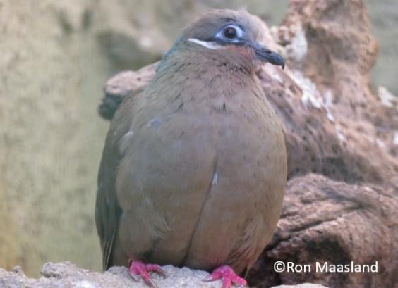 Kleine bruine vruchtenduif