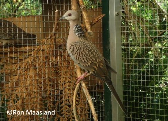 Kleine parelhalsduif