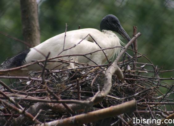 Australische witte ibis