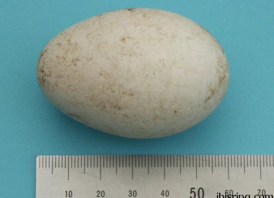 Australische witte ibis ei