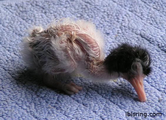 Australische witte ibis jong