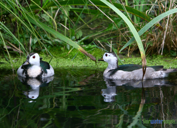 Indische pygmeegans