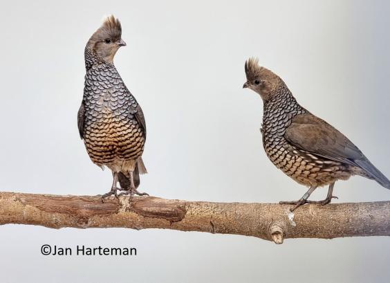 Blauwschubbenkwartel