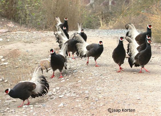 Bruine oorfazanten groep