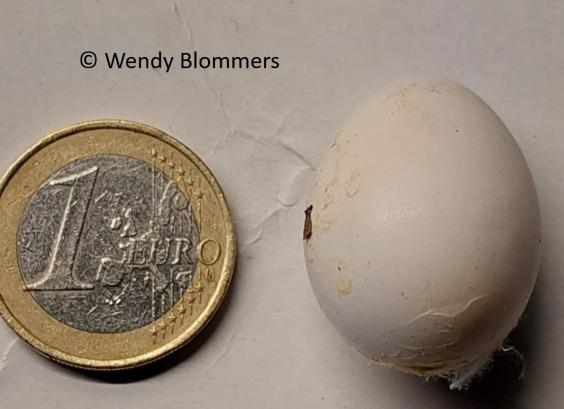 Ei Jungle Bush Kwartel