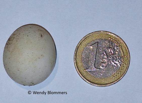 Ei Witkuifgaailijster