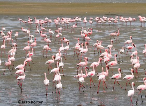 Groep kleine flamingo's