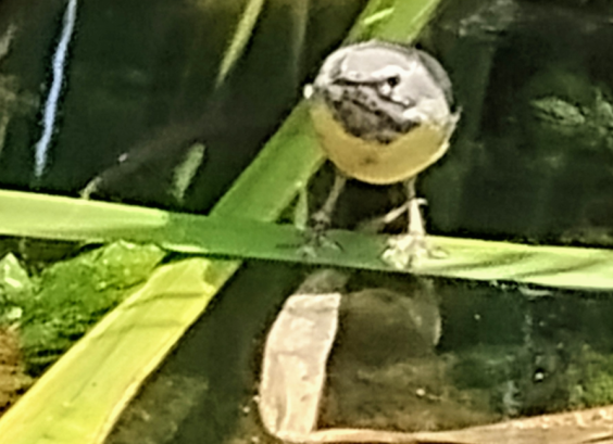 Grote gele kwikstaart