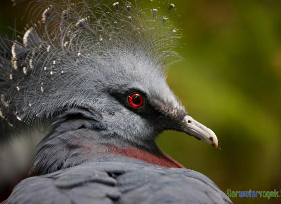 Gewone Victoria Kroonduif