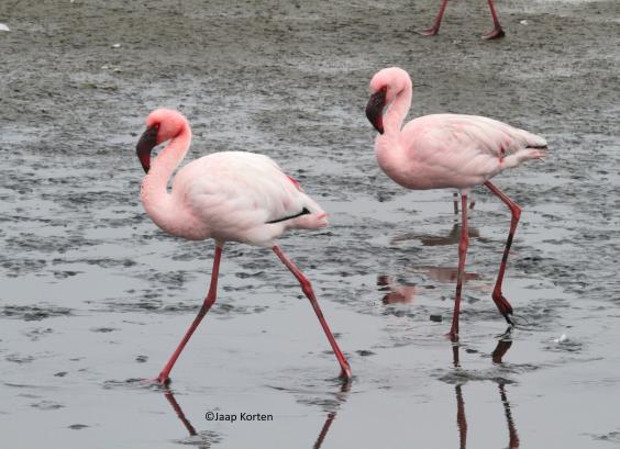 Kleine flamingo's