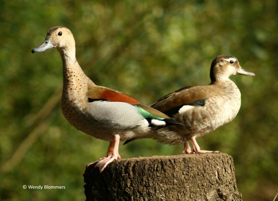 Koppel Roodschoudertalingen