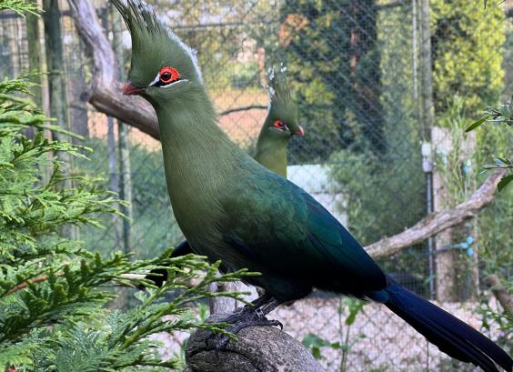 Livingstones toerako