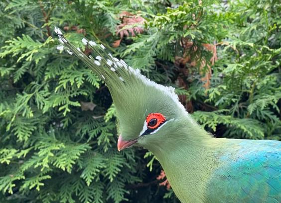 Livingstones toerako