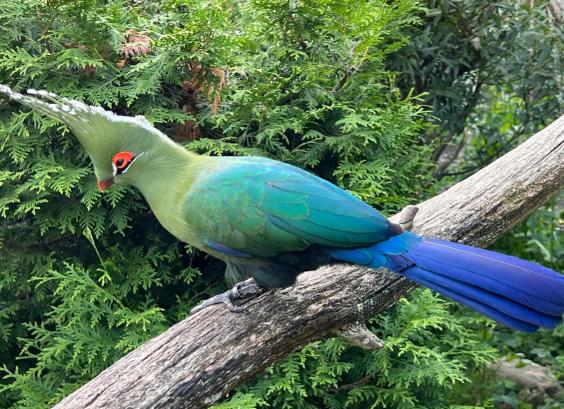 Livingstones toerako