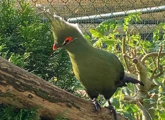 Livingstones toerako