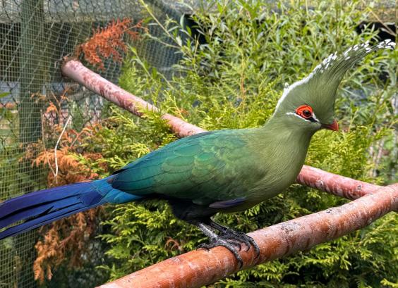 Livingstones toerako