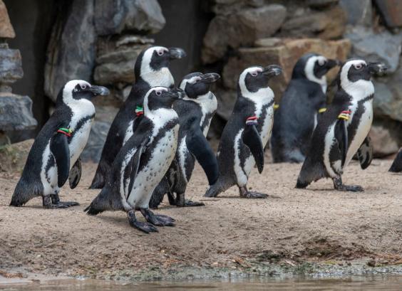 Zwartvoetpinguins