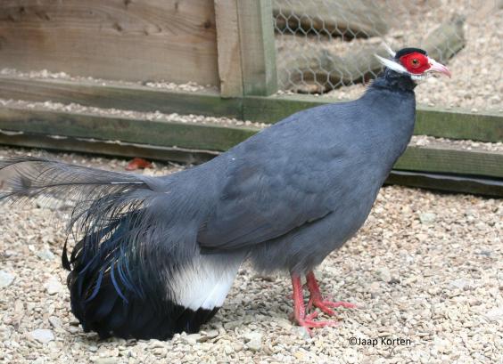 Blauwe oorfazant foto Jaap Korten