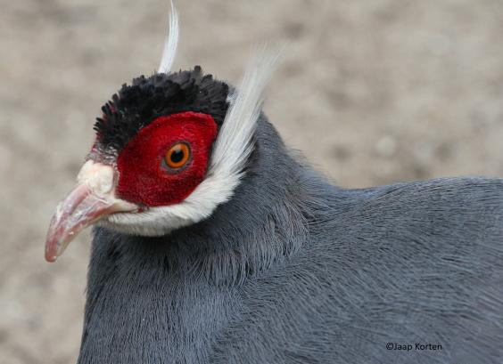 Blauwe oorfazant kopstudie foto Jaap Korten