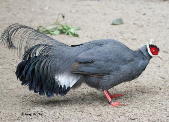 Blauwe oorfazant foto Jaap Korten
