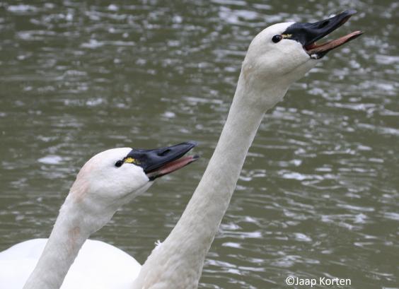 Fluitzwanen foto Jaap Korten