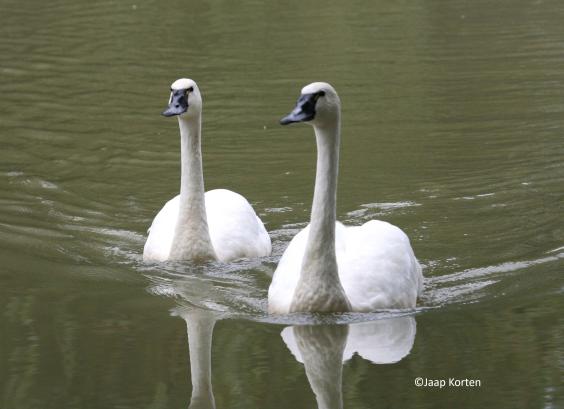 Fluitzwanen foto Jaap Korten