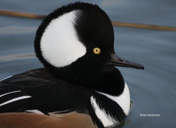 Kuifzaagbek kopstudie