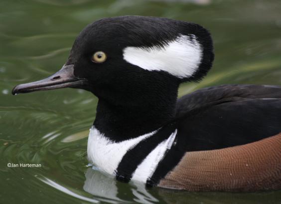 Kuifzaagbek kopstudie