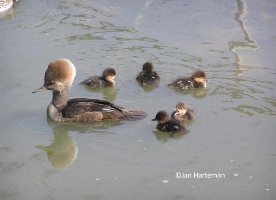 Kuifzaagbek met jongen